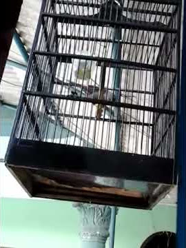 Masteran burung rio2