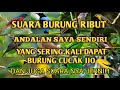 Suara burung ribut ANDALAN saya sendiri yang sering kali dapat burung cucak ijo