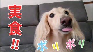 無添加！無着色！犬用おやつまとめ買い【カニンヘンダックスのんの】