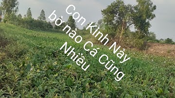 Câu Cá Rô Đồng.mùa nước trong cá Ăn thấy Mê.@tranchungcuchi @tranchungnhaclinh