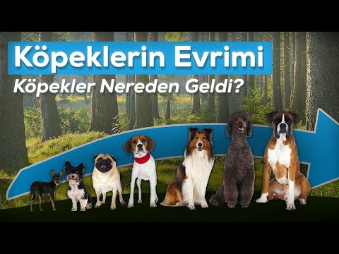 Video: Köpekler Nasıl Oluşturuldu?