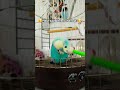 😊Идея моя😊 #birds #blackfacebudgie #blackfacebudgie #chinesedancer #parrot #funny #쩐다 #cute