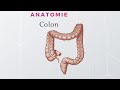 Anatomie du colon