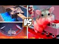 Most EXTREME OBSTACLE COURSES for MAJOR HAMSTER