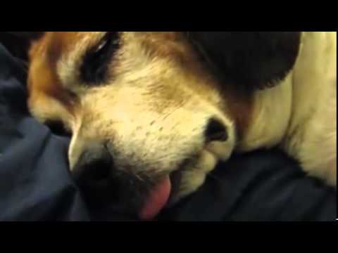 Видео спящей собаки