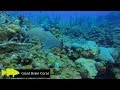 Roatan Scuba Diving Highlights (with Wrecks and Fish ID) in HD