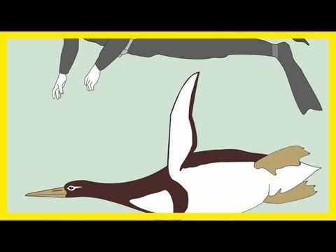 Vidéo: Un Fossile Géant Provenant D'un Pingouin Trouvé En Nouvelle-Zélande - Vue Alternative