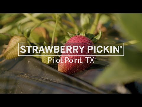 Strawberry Pickin’