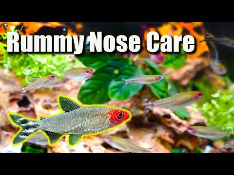 Video: Adakah angelfish makan tetra hidung rummy?