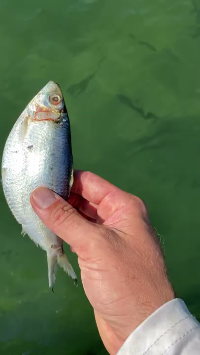 Hand Feeding Giant Fish #Shorts