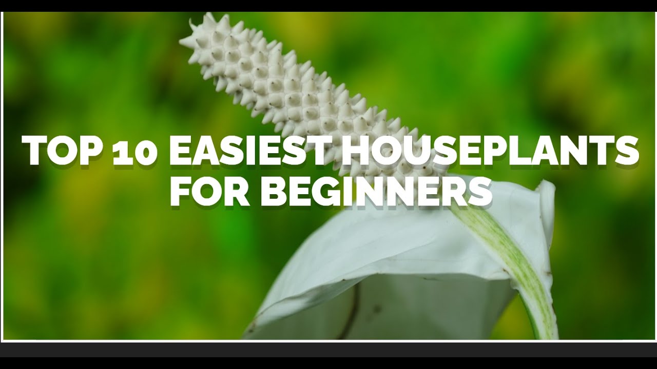 Top 10 Easiest Houseplants for Beginners YouTube