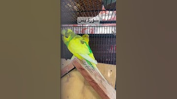 #سورة_يس #قران_كريم #المصحف #طيور #البادجي #العراق #مصر #kuranıkerim #birds #usa #budgies #youtube