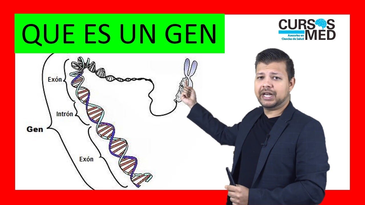 QUE ES UN GEN ✓ (explicación FÁCIL) - thptnganamst.edu.vn