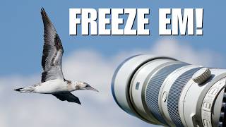 How I Stopped Guessing My Bird Photography Settings