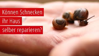 Können Schnecken ihr Haus selber reparieren?