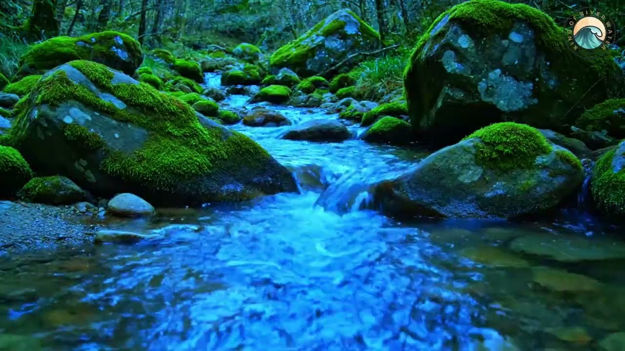 Tranquil Forest Stream  Relax, Sleep & Unwind