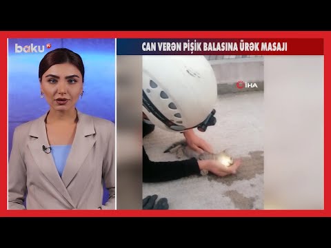 Video: Bir itdə konyunktivitin təsviri, səbəbləri, simptomları və müalicəsi