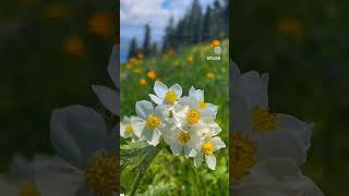 Mülk - İ Devran🥀 Türkü 🌹Oğuz Aksaç🌹 Mi̇kai̇l Aslan 🌹