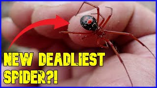 I Held a Red Widow Spider.... THIS Is What Happened!