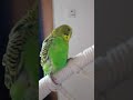 Pupano cleaning him self and beaing cute and fluffy 😘🥰💕