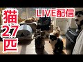 猫27匹と中庭で日向ぼっこLIVE