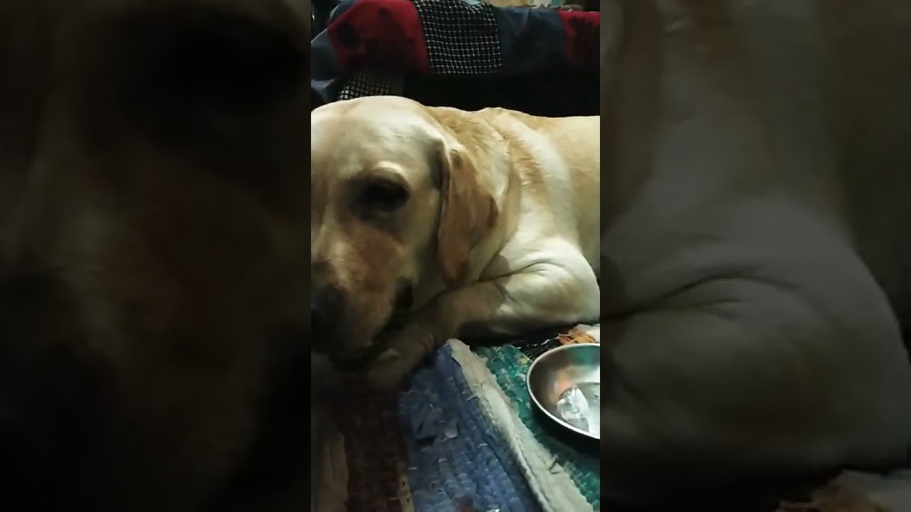 Coco loves ice cubes ️ dog eating ice cubes labrador coco 🐕 shorts 