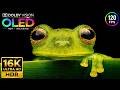 World's Best Animals &amp; Stunning Nature | 16K Dolby Vision HDR 120fps (8K/4K Video TV)