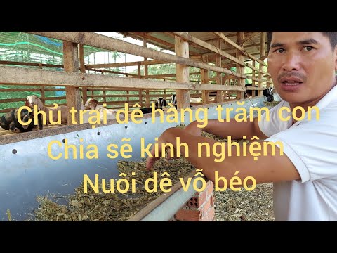 Video cho dê vỗ béo ( dê thịt ) ăn như thế nào đúng cách . - youtube