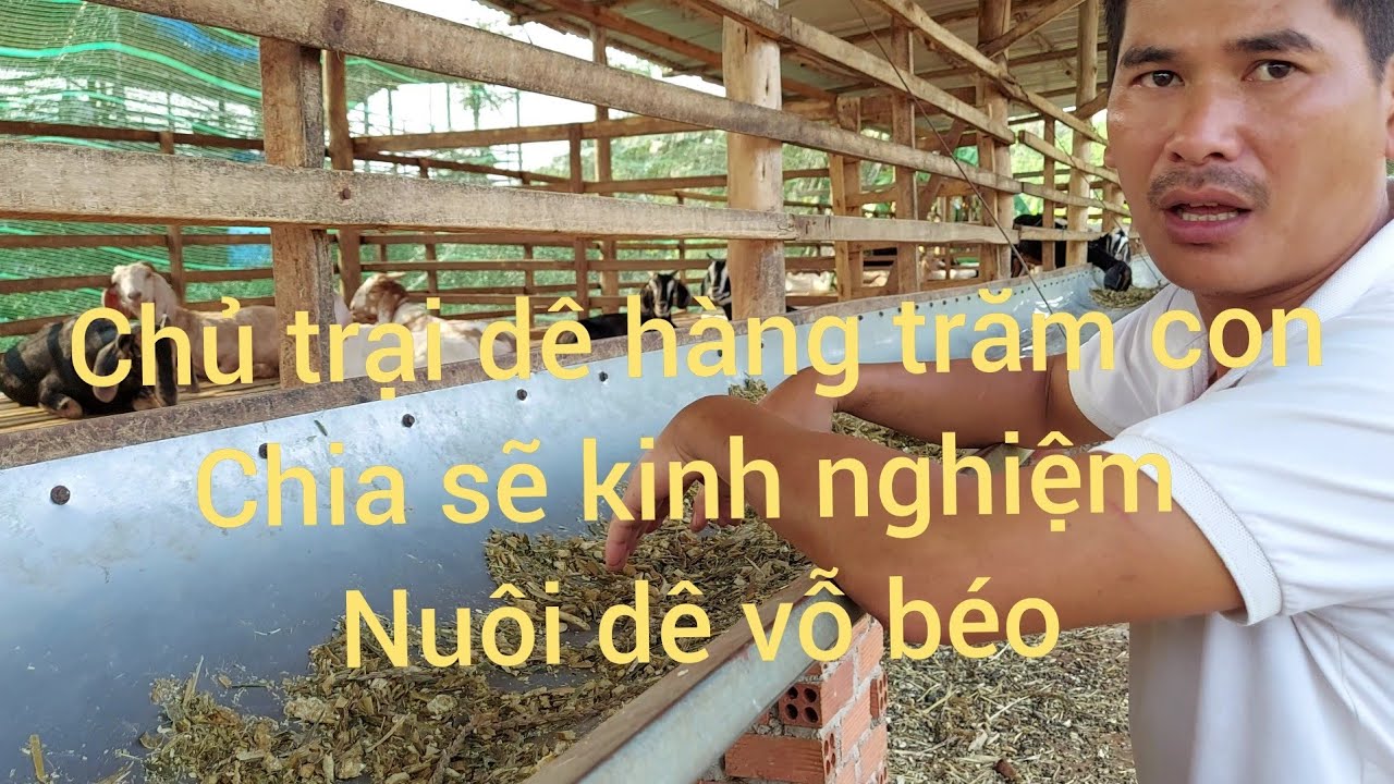 cho dê vỗ béo ( dê thịt ) ăn như thế nào đúng cách . Mô hình nuôi dê sinh sản kết hợp nuôi dê thịt