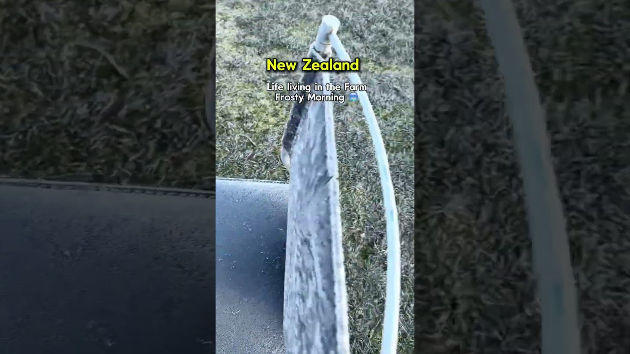 Frosty Morning Nz 