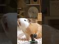 お腹空いた！！！💢💢💢 #モルモット #モルモットの鳴き声 #guineapig