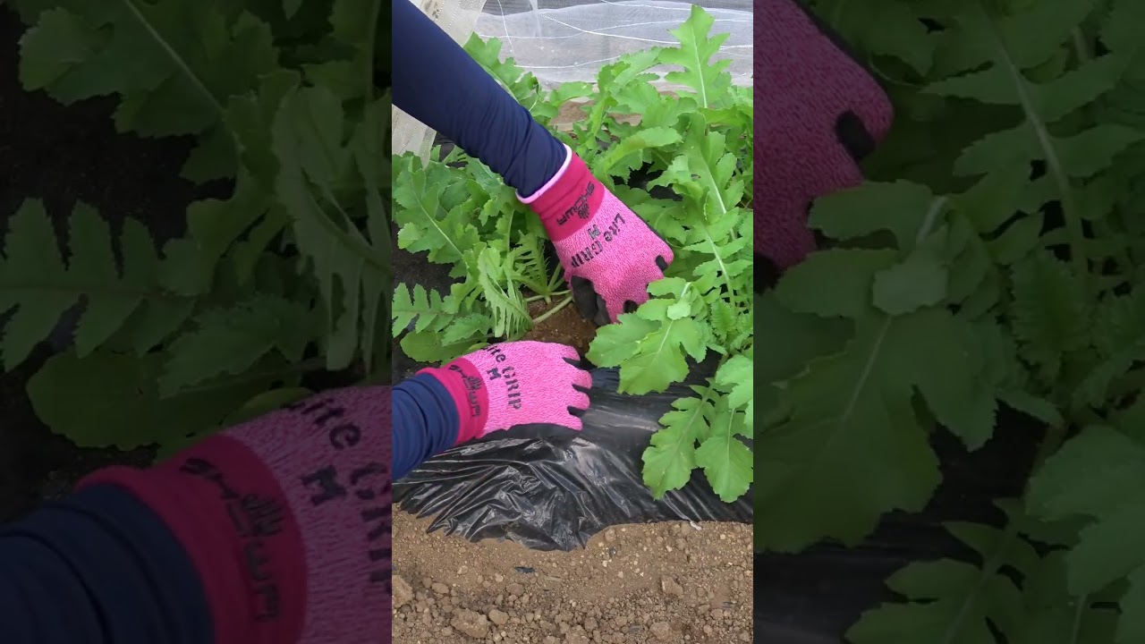 大根の間引き やり方 | 大根の植え替えは可能か – QCVV