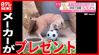 【きっかけはSNS】珍動物