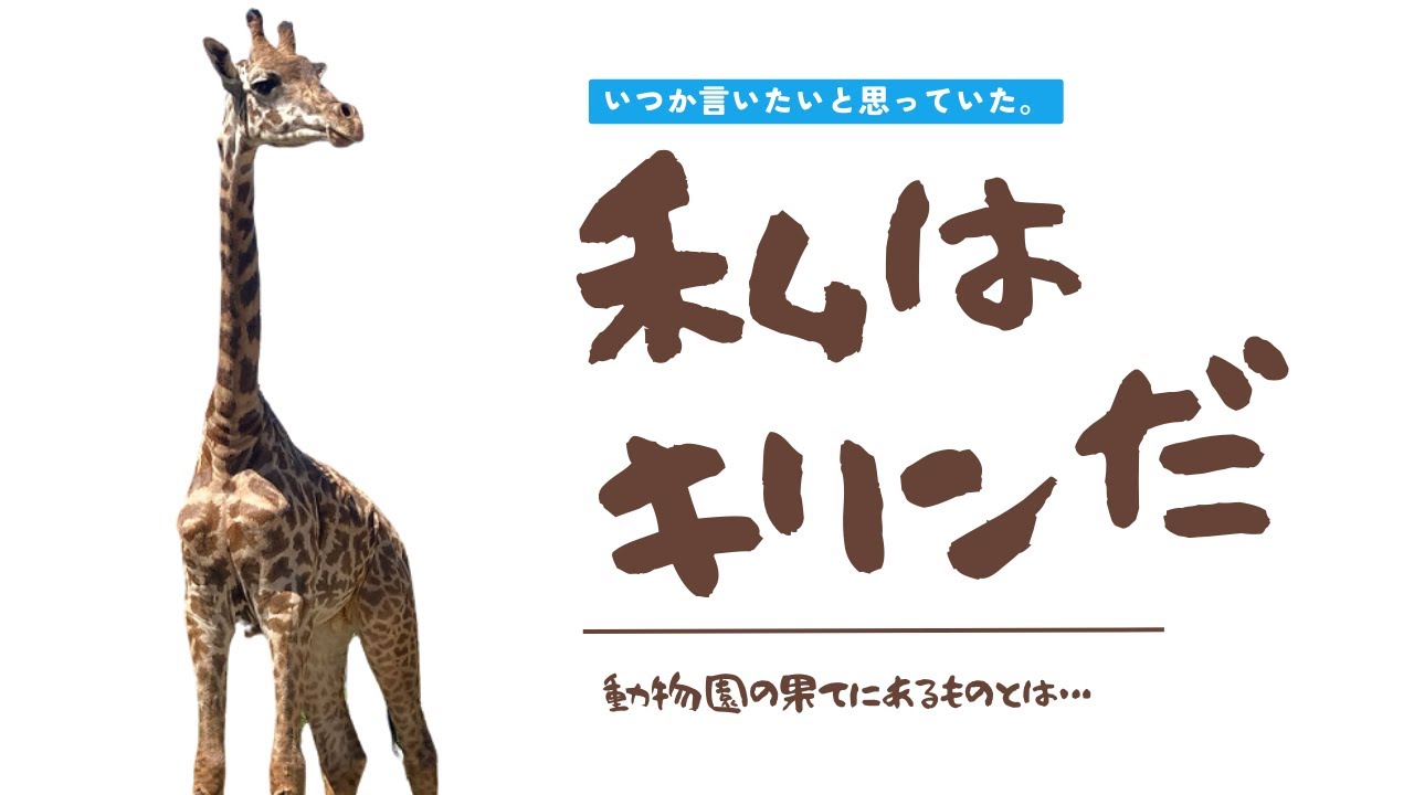 NEWS＋】到津の森公園へようこそ！マサイキリンのハルマくん🦒 #すし