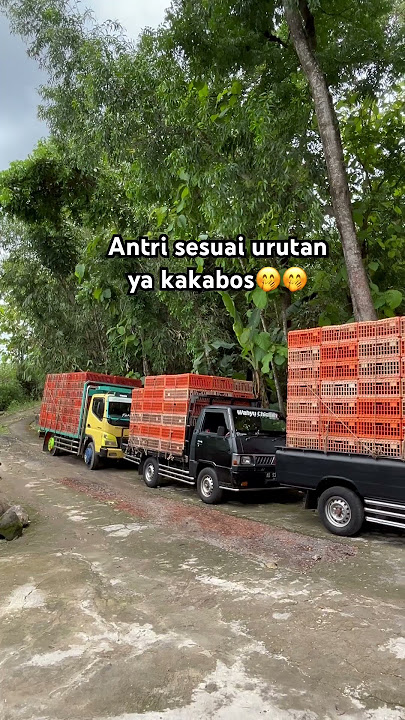 Senangnya hari panen💃 #ayam #chicken #kandang #kandangayam #closedhouse #ayam