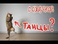 Приколы с котами с ОЗВУЧКОЙ – СМЕШНЫЕ коты и кошки 2018 – Domi Show