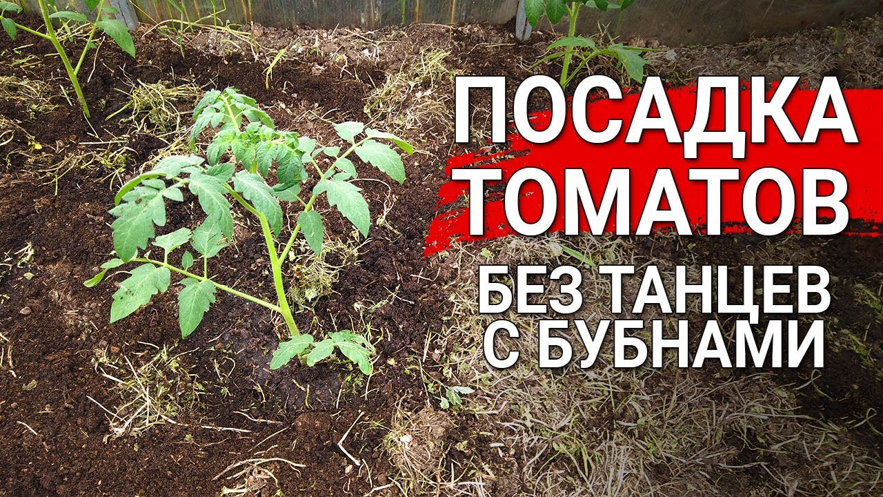 Посадка томатов без танцев с бубнами | Как быстро посадить томаты