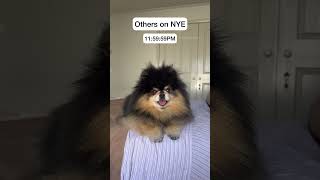 Others vs me on New Year’s Eve ✨ which one are you? #pomeranian #dog #funny