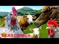 Für kleine Kinder: Bauernhoftiere mit Tierstimmen, ganz ohne Musik! Tierstimmen Video Tiere