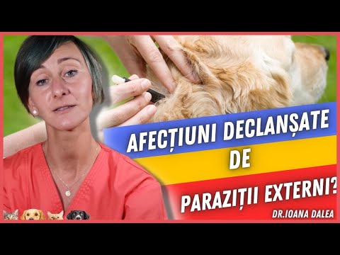 Cei Mai Frecventi Paraziti Externi la Caini si  Pisici - Medic Veterinar Ioana Dalea