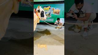 Exclusive Panda Face Holstein bulls Photo Shoot Moment at Sadeeq Agro 2024 ||