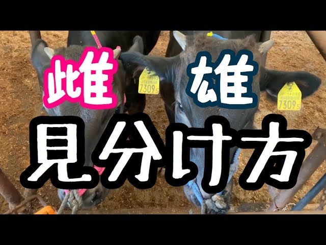 オストハイマー 牛 オス・メス食べているおもちゃの国オズ - オスト 