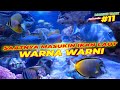 AQUARIUM AIR LAUT #EPS11 | AKHIRNYA MASUKIN IKAN BARU KE AQUARIUM LAUT GUE