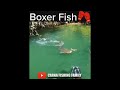 Boxer Fish Strike 🥊🐟 #fishing #bigfish #silure #shorts