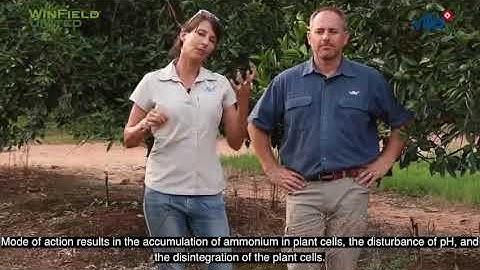 Villa Answer Plot Minute: Bound 200 SL