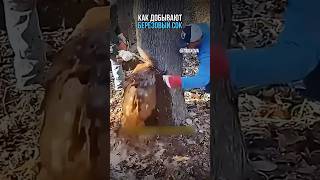 Как добывать березовый сок