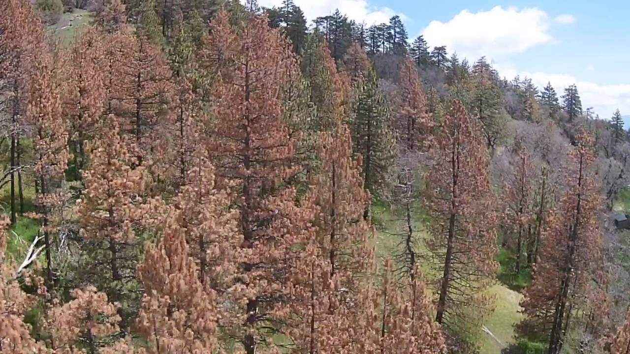 Tree Mortality in California YouTube