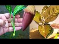 How to propagation aglonema cutting plant in water  magic natural banana flower rooting hormone