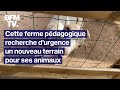 Forcée de déménager, cette ferme pédagogique recherche d&#39;urgence un nouveau terrain pour ses animaux