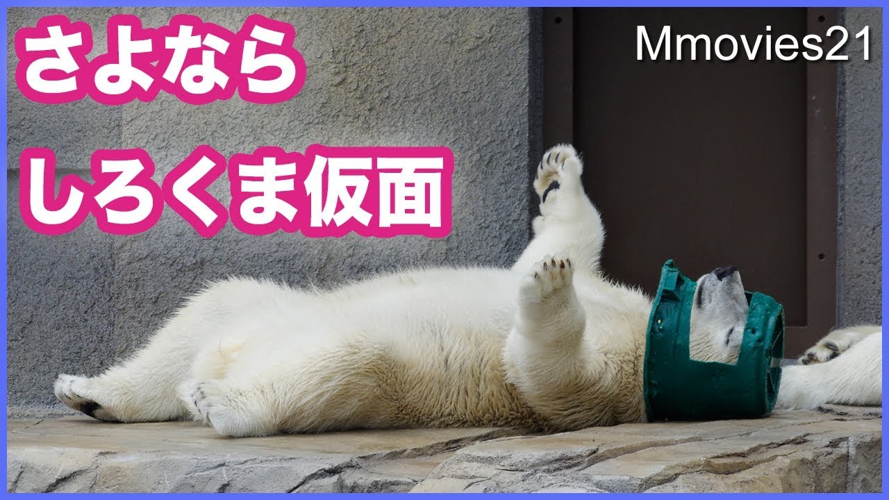 しろくま仮面最後の日 大事なマスクが壊れちゃった！ ホッキョクグマ親子 Last Day of Polar Ranger